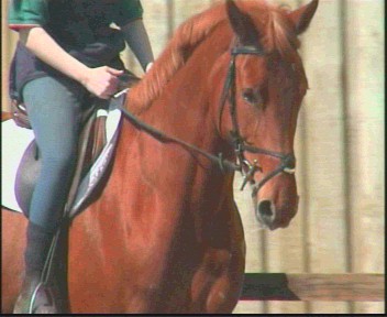 Previously sold horse 21