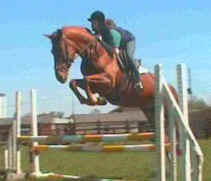 Previously sold horse 20