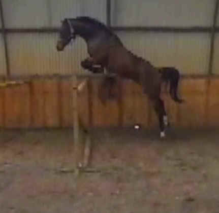 Previously sold horse 18