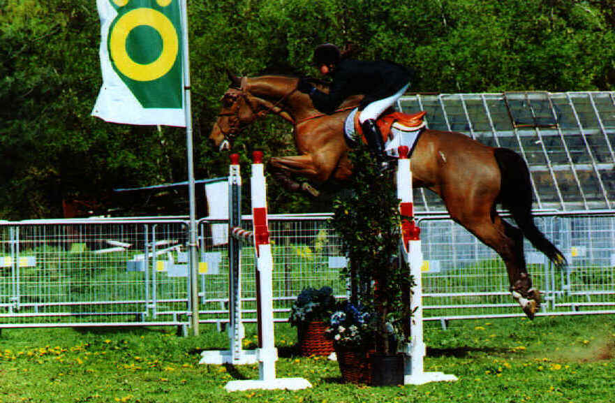 Previously sold horse 25