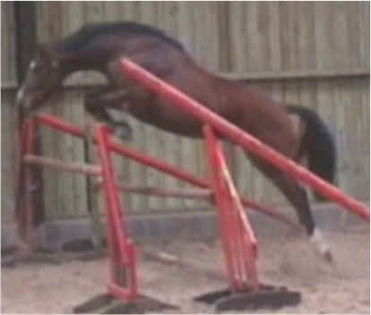 Previously sold horse 27